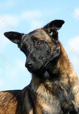 malinois