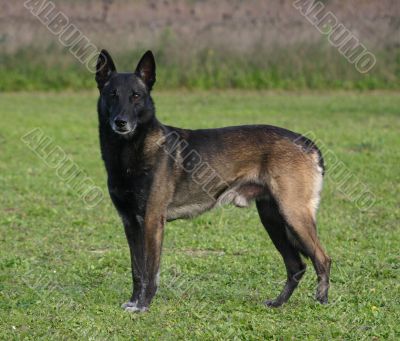 belgian shepherd