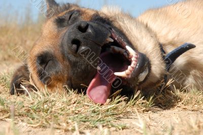 tired belgian shepherd
