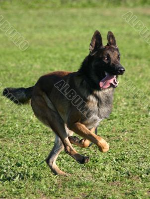 running malinois