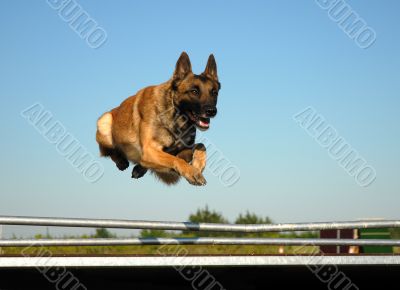 jumping malinois