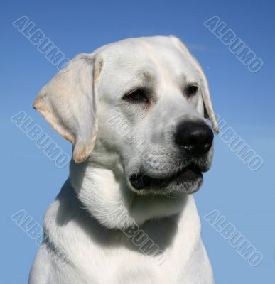 labrador retriever