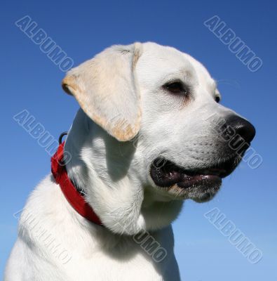 labrador retriever