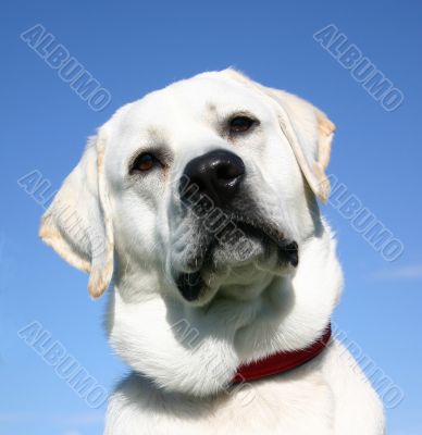 labrador retriever