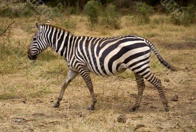 Zebra Zebra