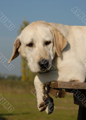 tired labrador retriever