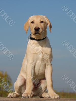 puppy labrador