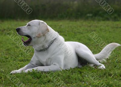 tired labrador retriever
