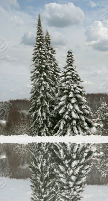 winter trees with reflection