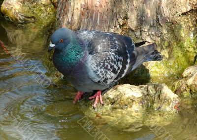  pigeon drinking water