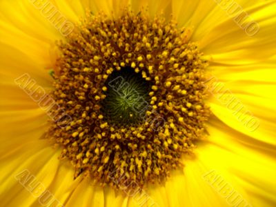 Flower of a sunflower