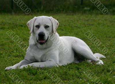 labrador retriever