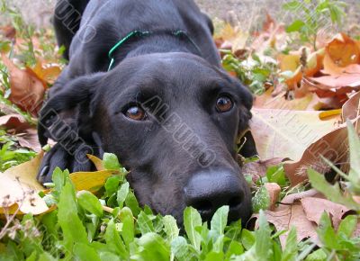 labrador retriever in autumn