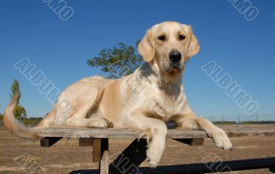 golden retriever