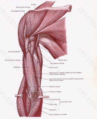 Dissection of muscles