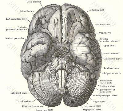 Dissection of the human brain Dissection of the human brain