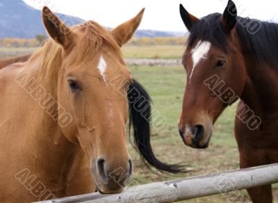 Pair of brown horses