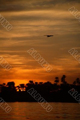 Sunset with Palm Trees and the Nile