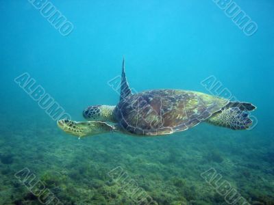 Sea Turtle Sea Turtle