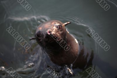 Sea Lion