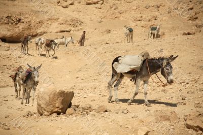 Donkey Work Donkey Work