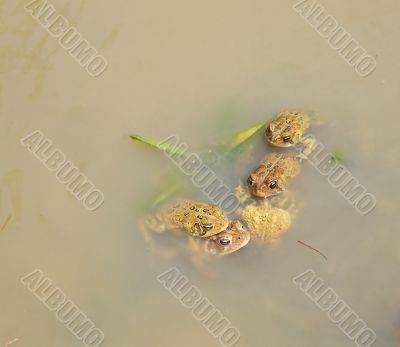 Mating Toads