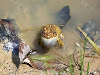 Toad in a Muddy Pond