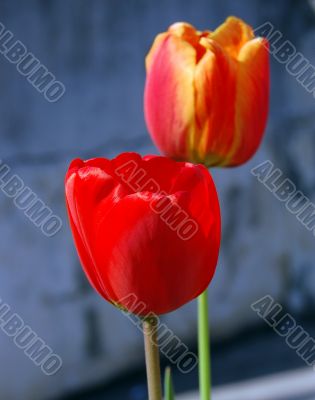Tulips
