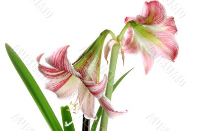 Lilly Lilly