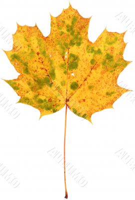 dried spotted maple leaf
