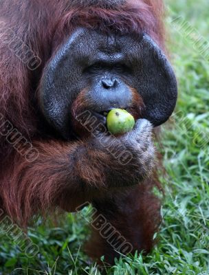 Orangutan