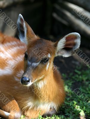 Young fawn