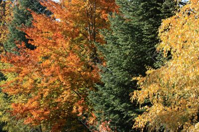 Foliage diversity