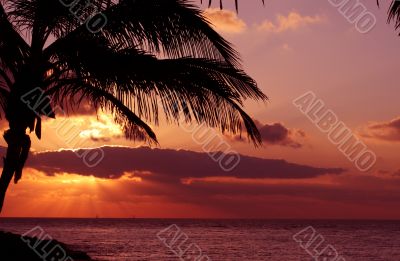 Silhoutte of a palm in sunset Silhoutte of a palm in sunset