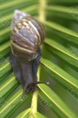 Snail on Leaf