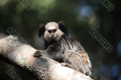 Tamarins Tamarins