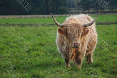 Highland Cattle