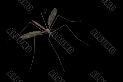 Mosquito