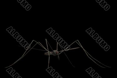 Mosquito