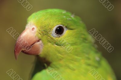 Parrot Looking Left Parrot Looking Left