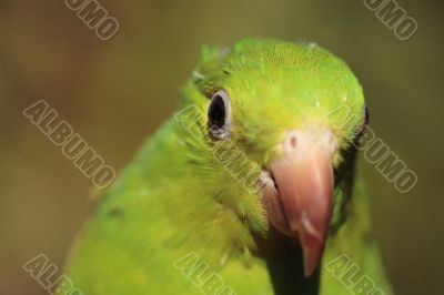 Green Parrot