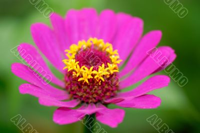 flower flower