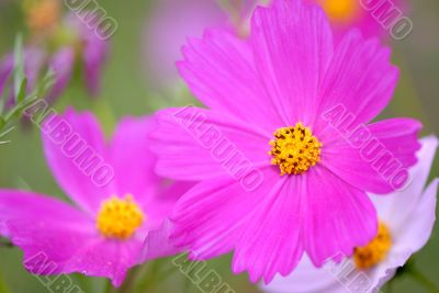 flower flower