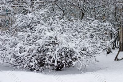 Winter bush
