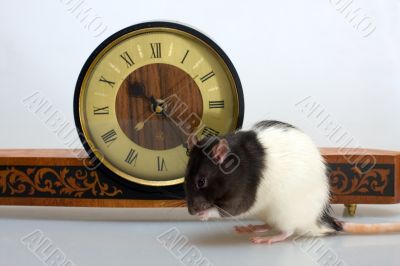 Rat and clock