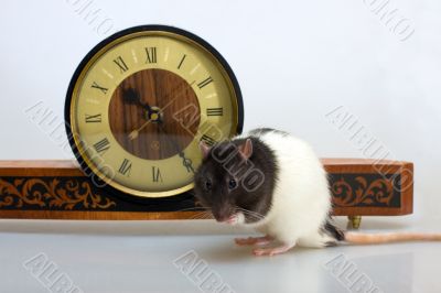 Rat and clock