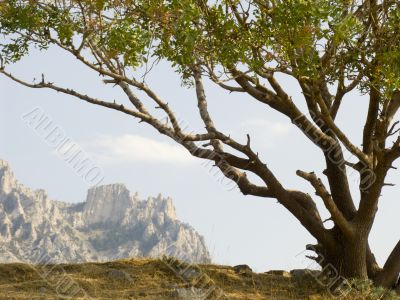 Lonely pistachio tree Lonely pistachio tree