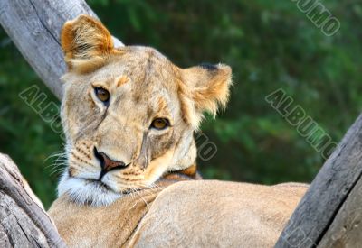 Lion In A Tree Lion In A Tree
