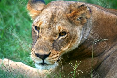 Female Lion Female Lion