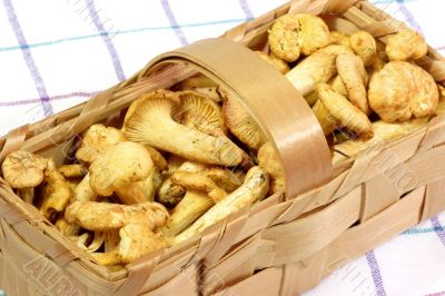 Wild Mushrooms Wild Mushrooms
